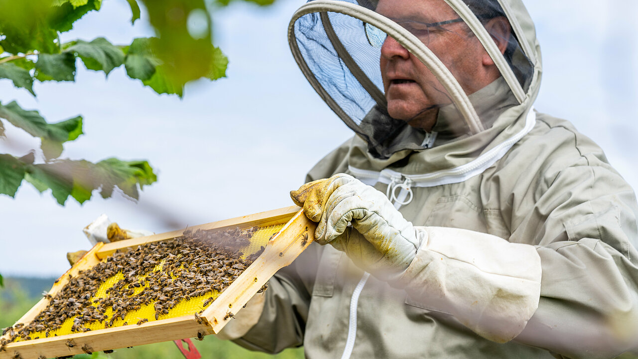 Resortchef Jens Ellinger betrachtet seine Bienenwaben